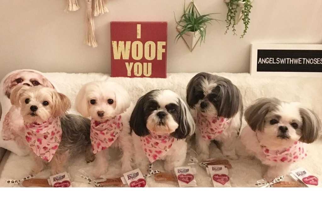 Shih Tzu puppy with pet scarf