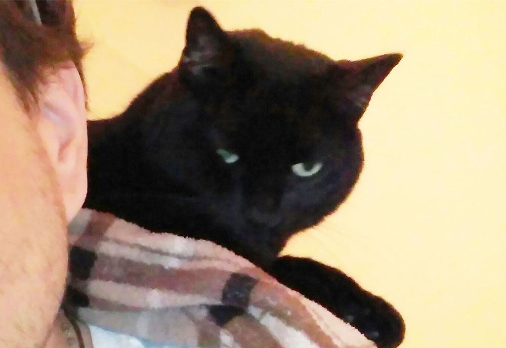 Black cat, Bramba sitting on Brian's shoulder. 