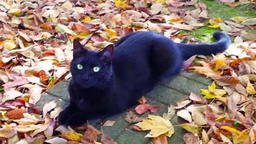 bramba the black cat laying outside surrounded by colorful autumn leaves. The story of how her catdad, Brian found hope for cats with hyperthyroidism.
