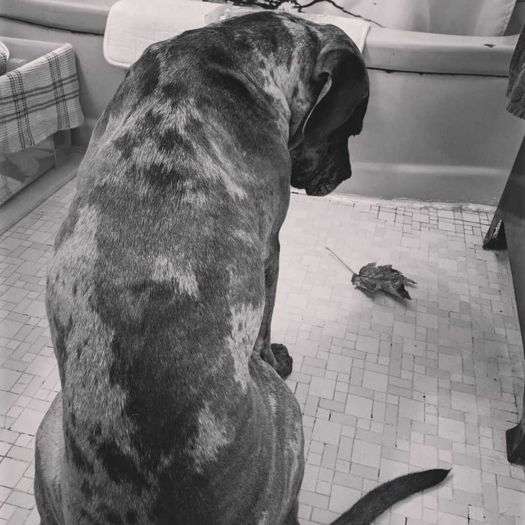 Pacino starting at a leaf on the bathroom floor. Autism in dogs - pacino's story