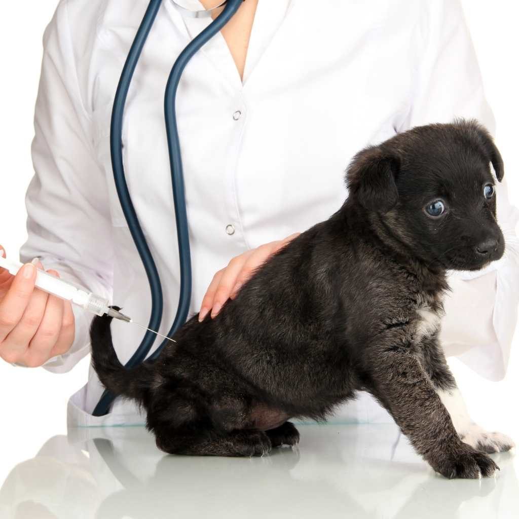 Нужно ли собаку перед прививкой перед. Вакцинация Ветеринария. Вакцинация щенков. Прививка собаке. Прививка ветеринар.