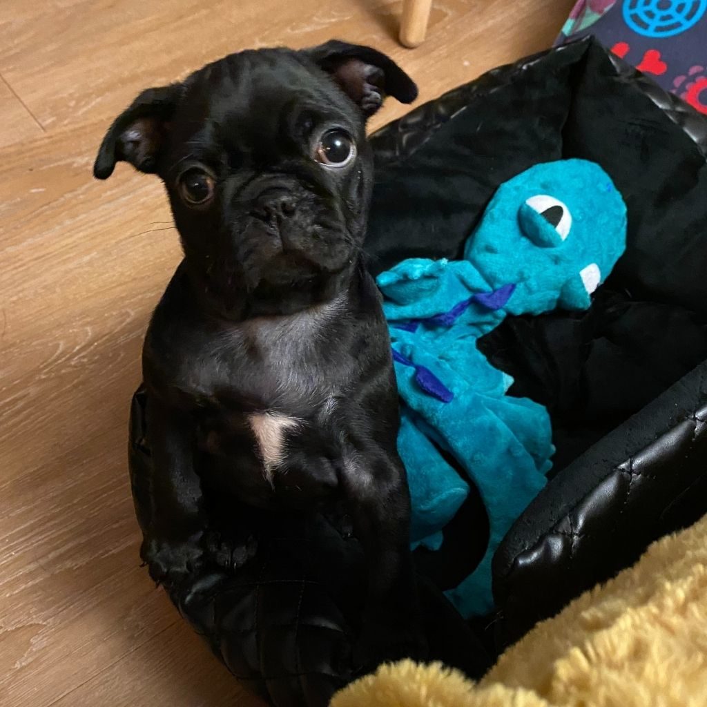 Stevie at 8 weeks old sitting in her bed with a toy