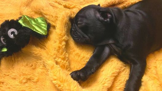 Stevie the black pug asleep on a yellow blanket next to a dog toy
