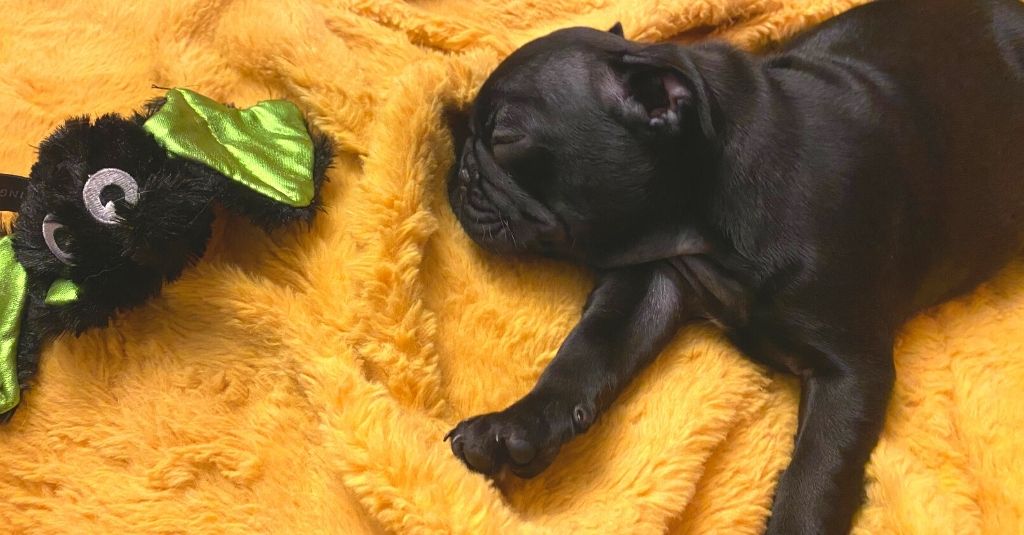 Stevie the black pug asleep on a yellow blanket next to a dog toy