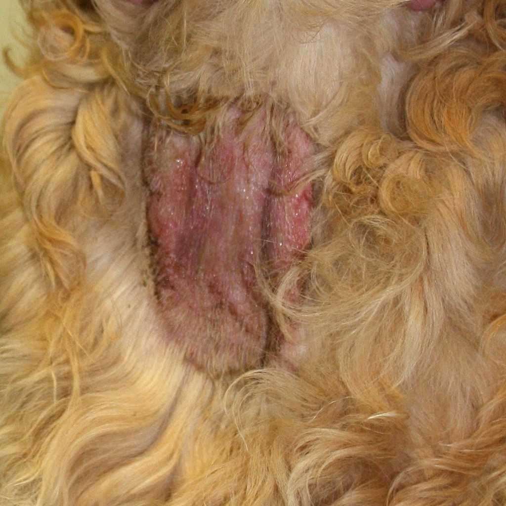 photo of a hot spot (or moist dermatitis) on a dog with blond, curly fur. - how to help keep your pet's coat healthy