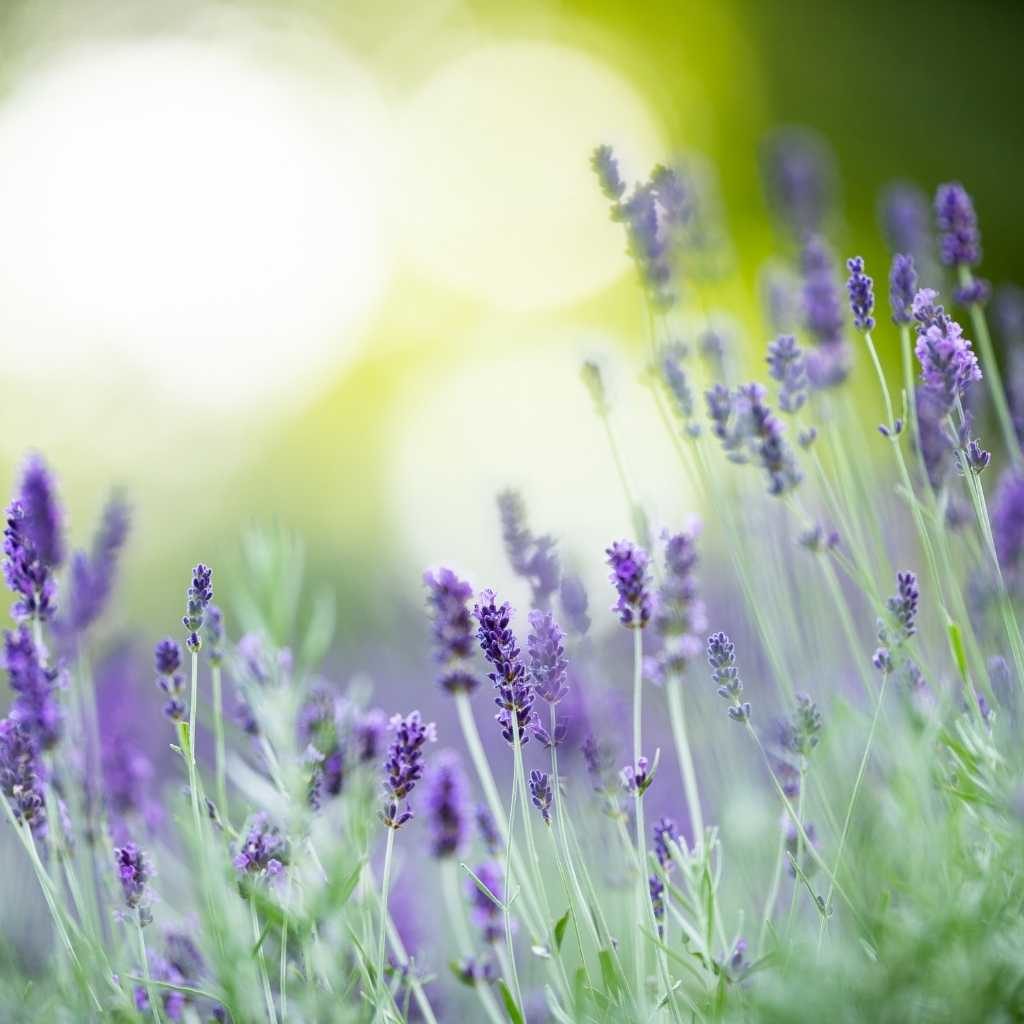 Lavender is safe and effective for helping to keep your pet's coat healthy when administered in a safe way and at the right dosage