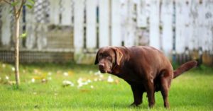 NHV dog during constipation