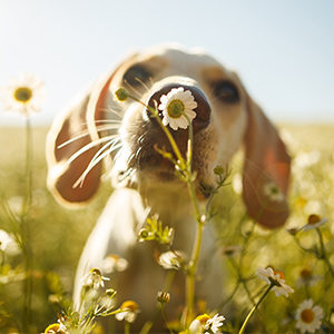 herbs for pets - beagle dog sniffing a chamomile flower in a sunny field