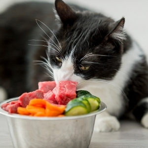 pet diet and nutrition - cat sniffing a steel food bowl filled with chopped veggies and meat