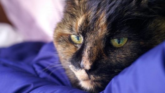 Sick cat laying on a blue blanket - feline calicivirus