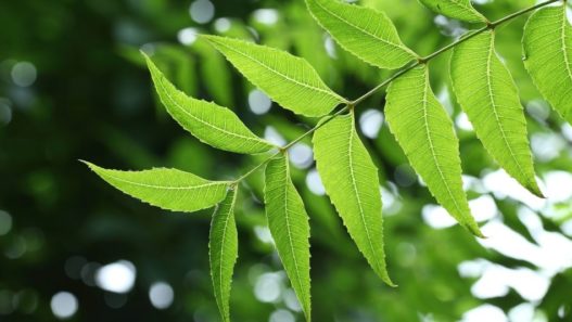 Neem leaves on the branch of a neem tree - is neem safe for pets?