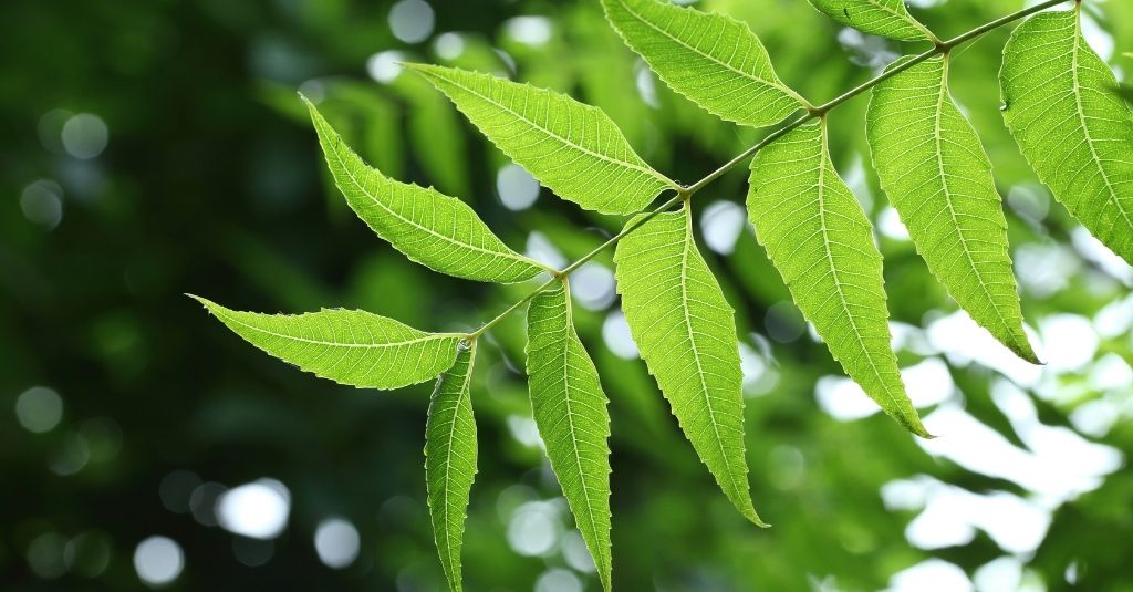 Neem leaves on the branch of a neem tree - is neem safe for pets?