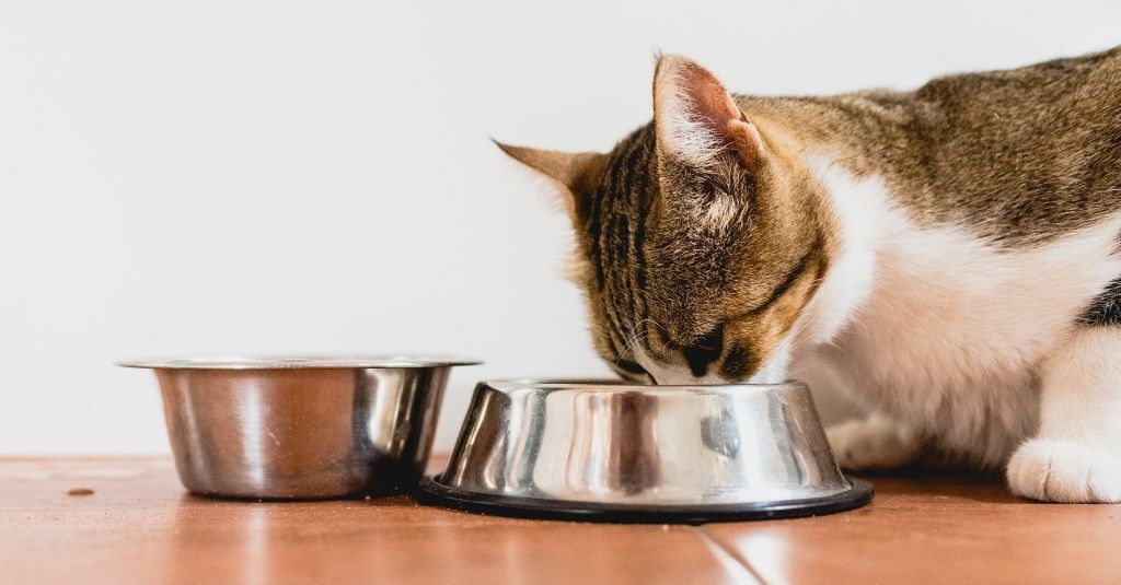 Brown and white short-haired cat eating out of a metal food dish with a metal water dish next to it