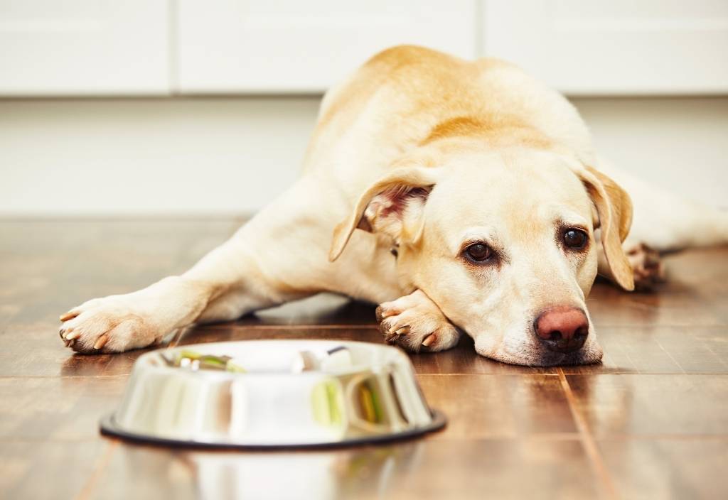 Sad looking yellow lab dog laying next to an empty food bowl. Diet for pets with kidney disease