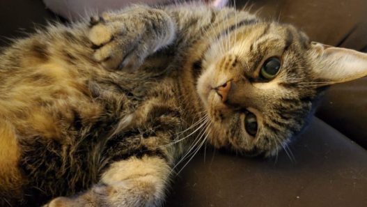 how a cat parent can manage multiple cats with health issues