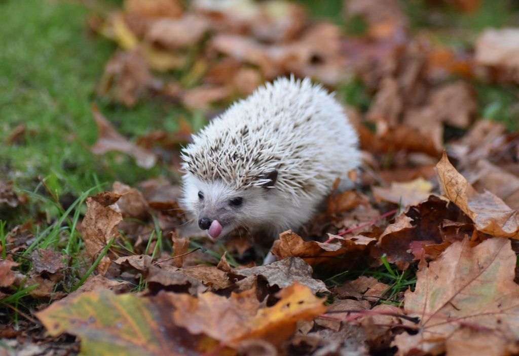 hedgehog walking on autumn leaves licking his lips