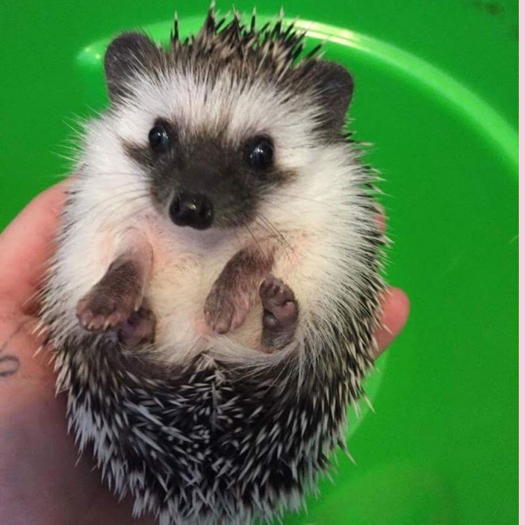 hedgehog curled up in a hand