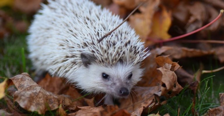 How To Care For Hedgehogs - Nhv Natural Pet Products Blog