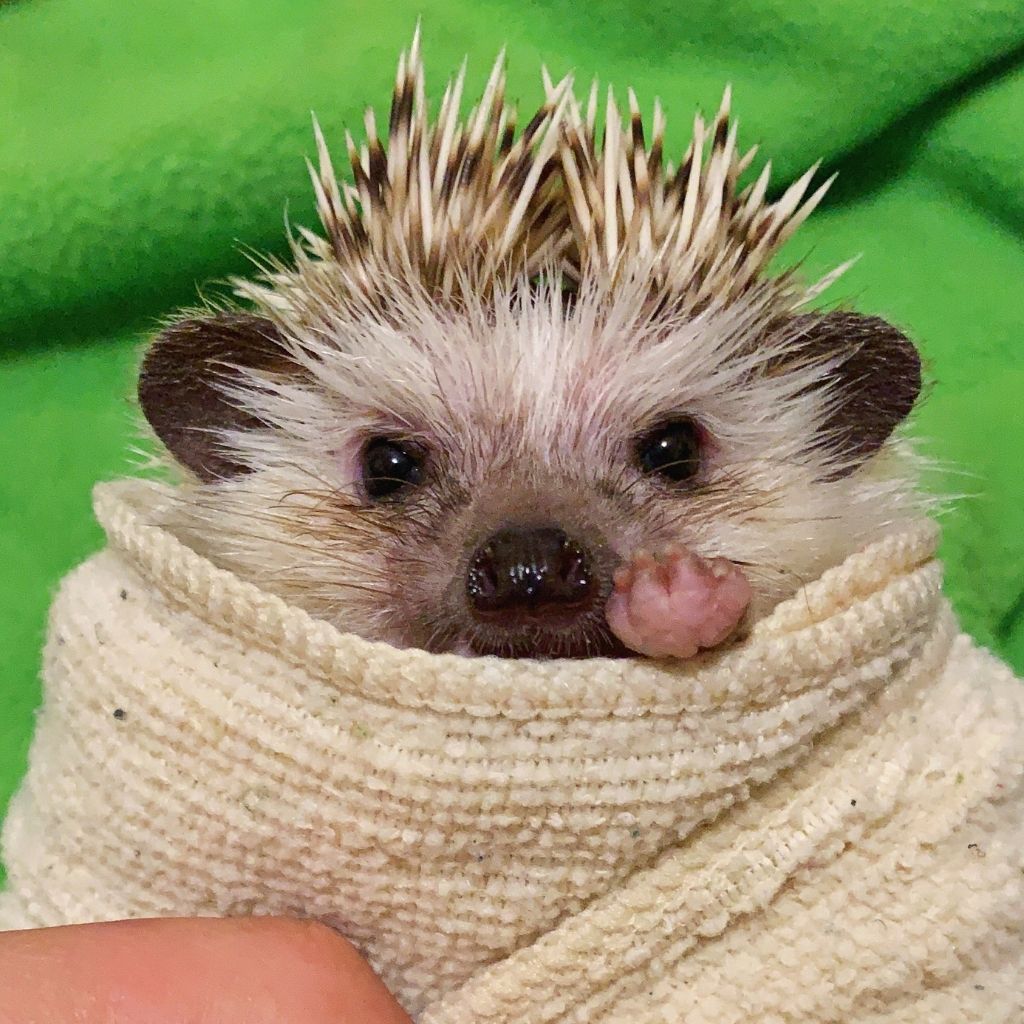 hedgehog wrapped in blanket