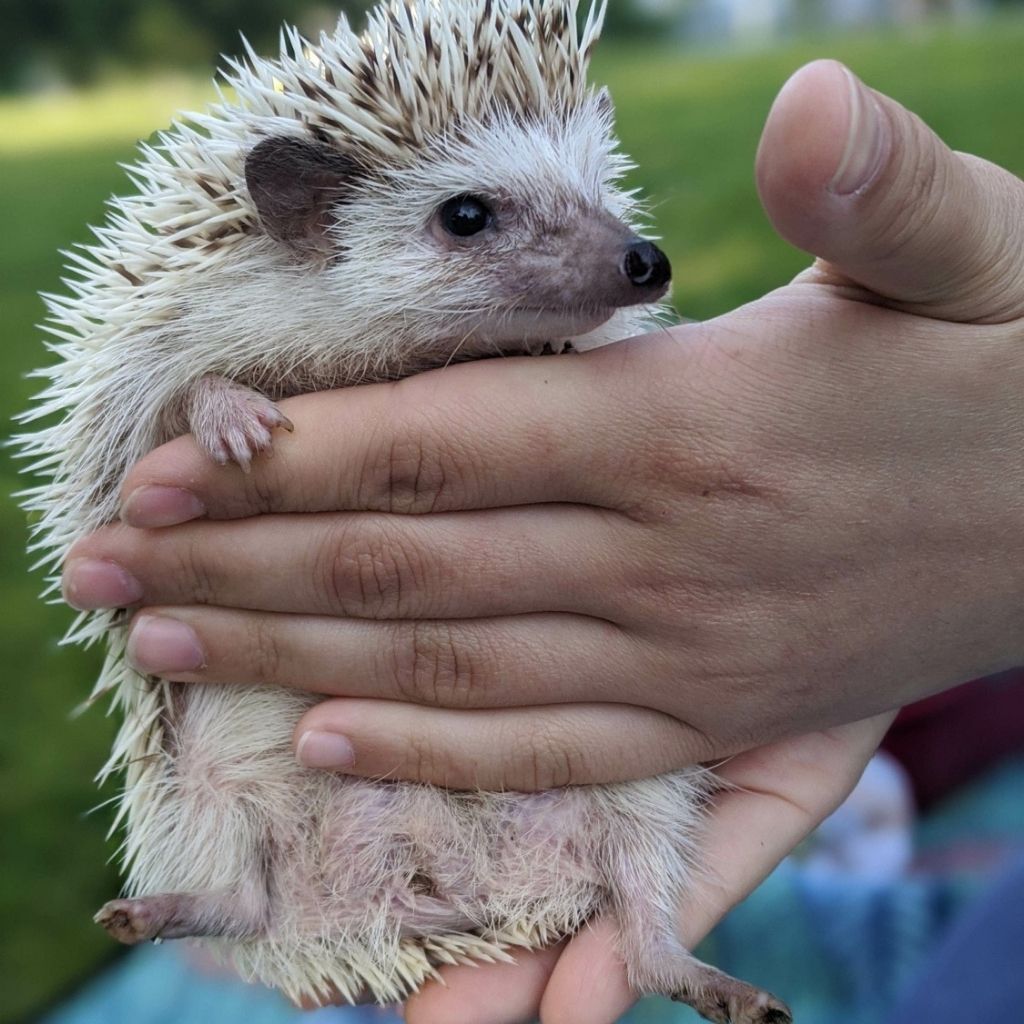 hedgehog being held in a hand - how to care for hedgehogs