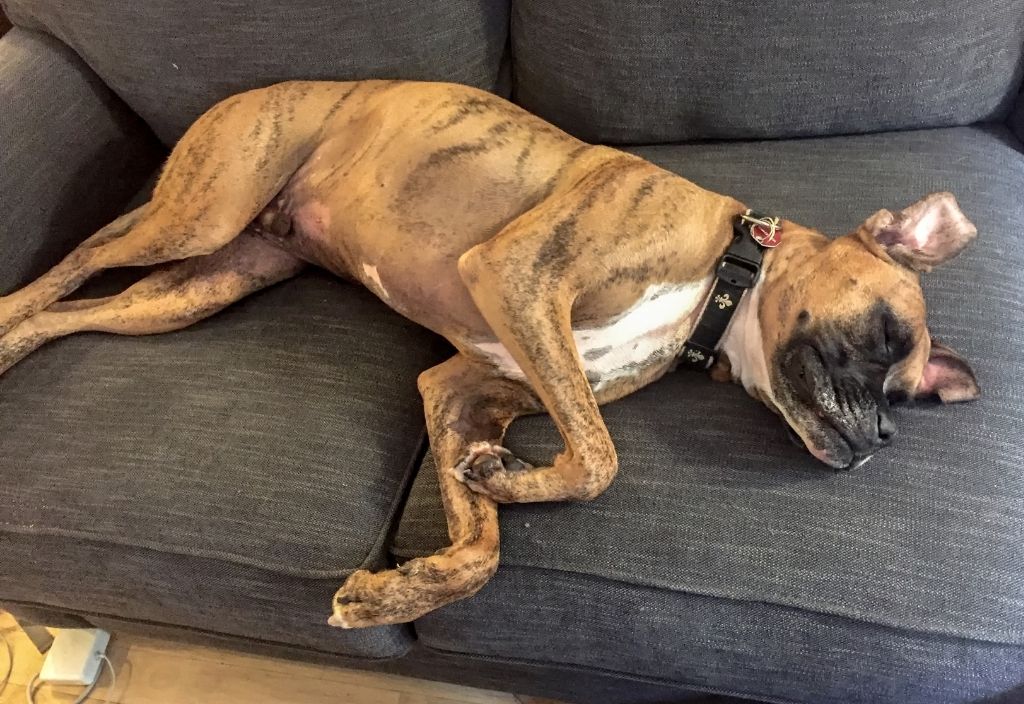 Boxer mix brindle dog sleeping on a dark grey couch while wearing a collar. Should pets wear collars at home?