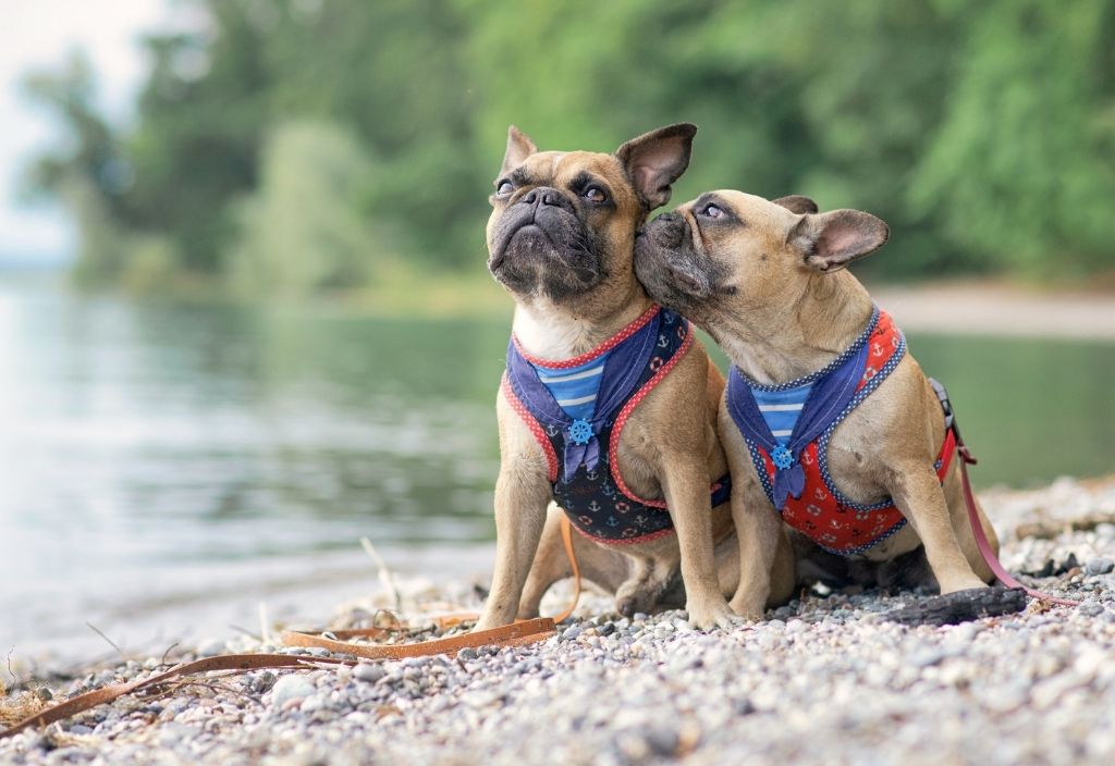 Two fawn frenchies wearing nautical themed harnesses while sitting on a rock beach next to a lake. How to choose the right collar for your pet - harnesses