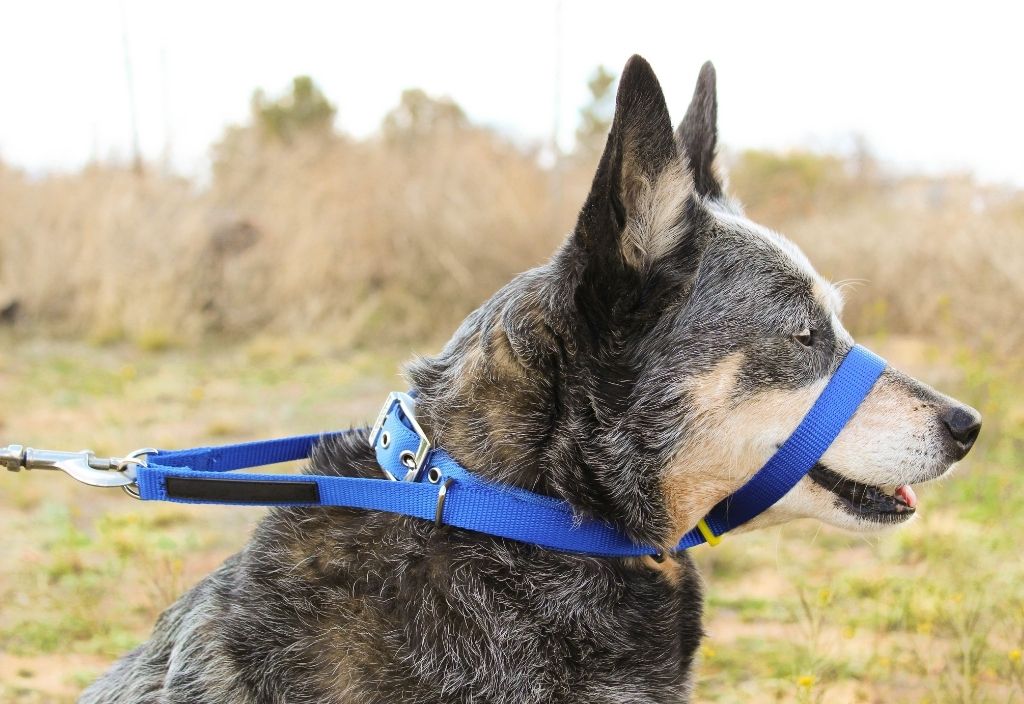 Husky mix dog wearing a blue head halter while outside in a field. 