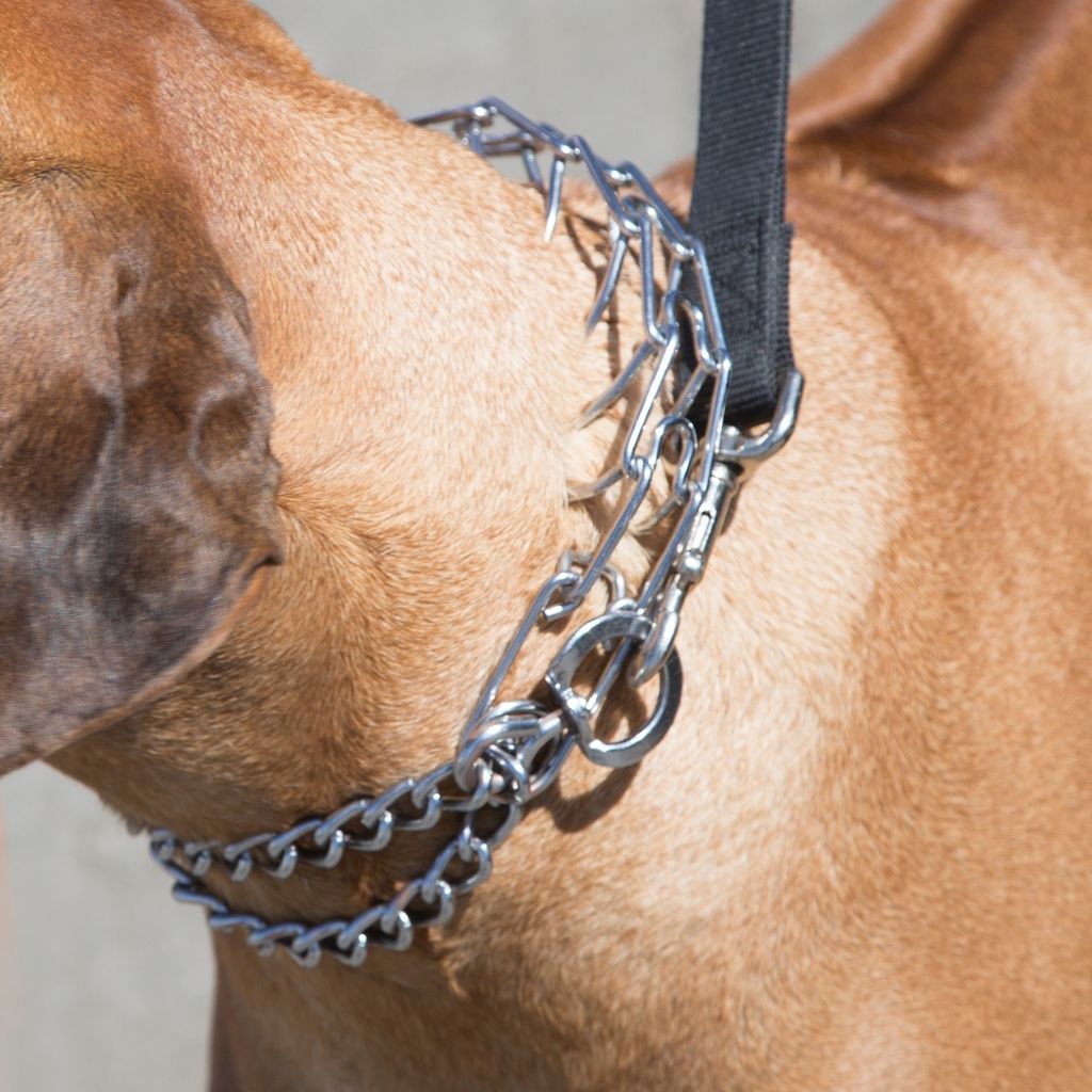 Close up of a caramel brown colored dog wearing a pronged training collar. 