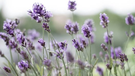 Lavender in a field - is lavender safe for pets?