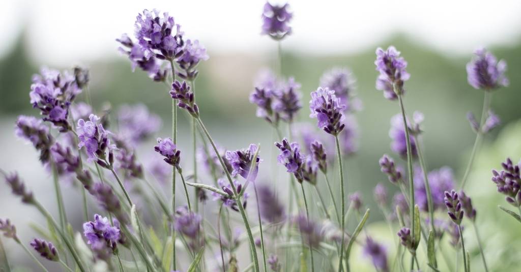 Lavender in a field - is lavender safe for pets?