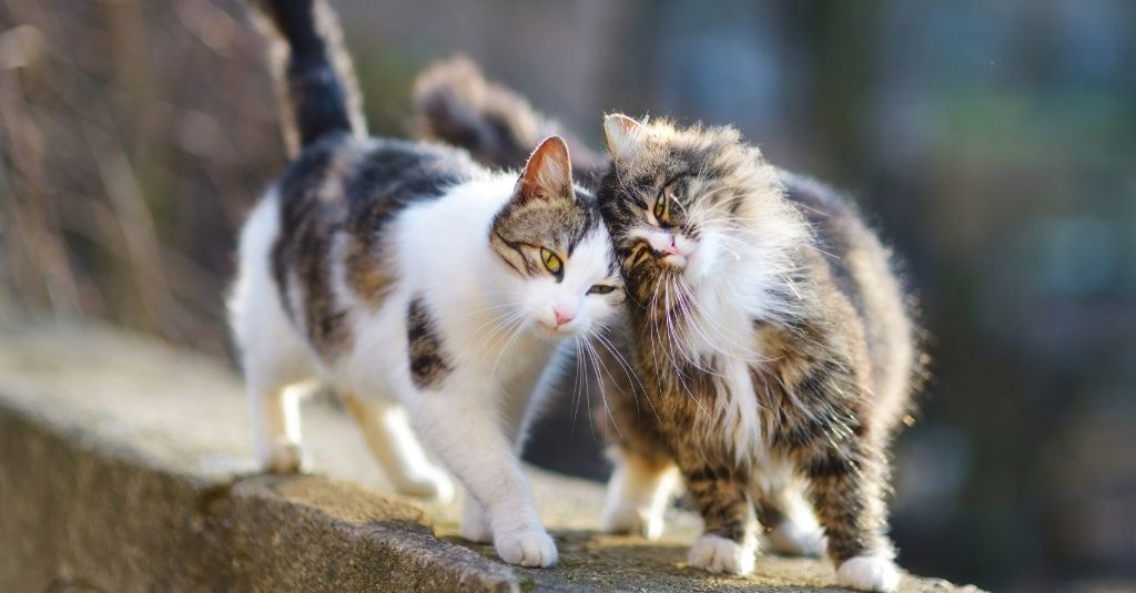 two cats walking along the top of a wall rubbing their heads together