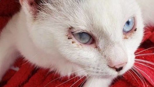 beautiful blue-eyed Shine recovered from corneal ulcer