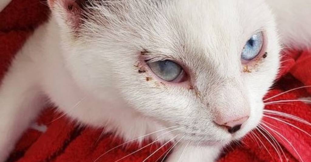 beautiful blue-eyed Shine recovered from corneal ulcer