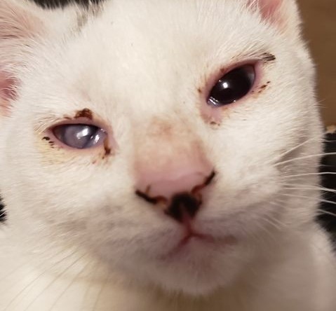Shine the blue-eyed cat was diagnosed with corneal ulcer.