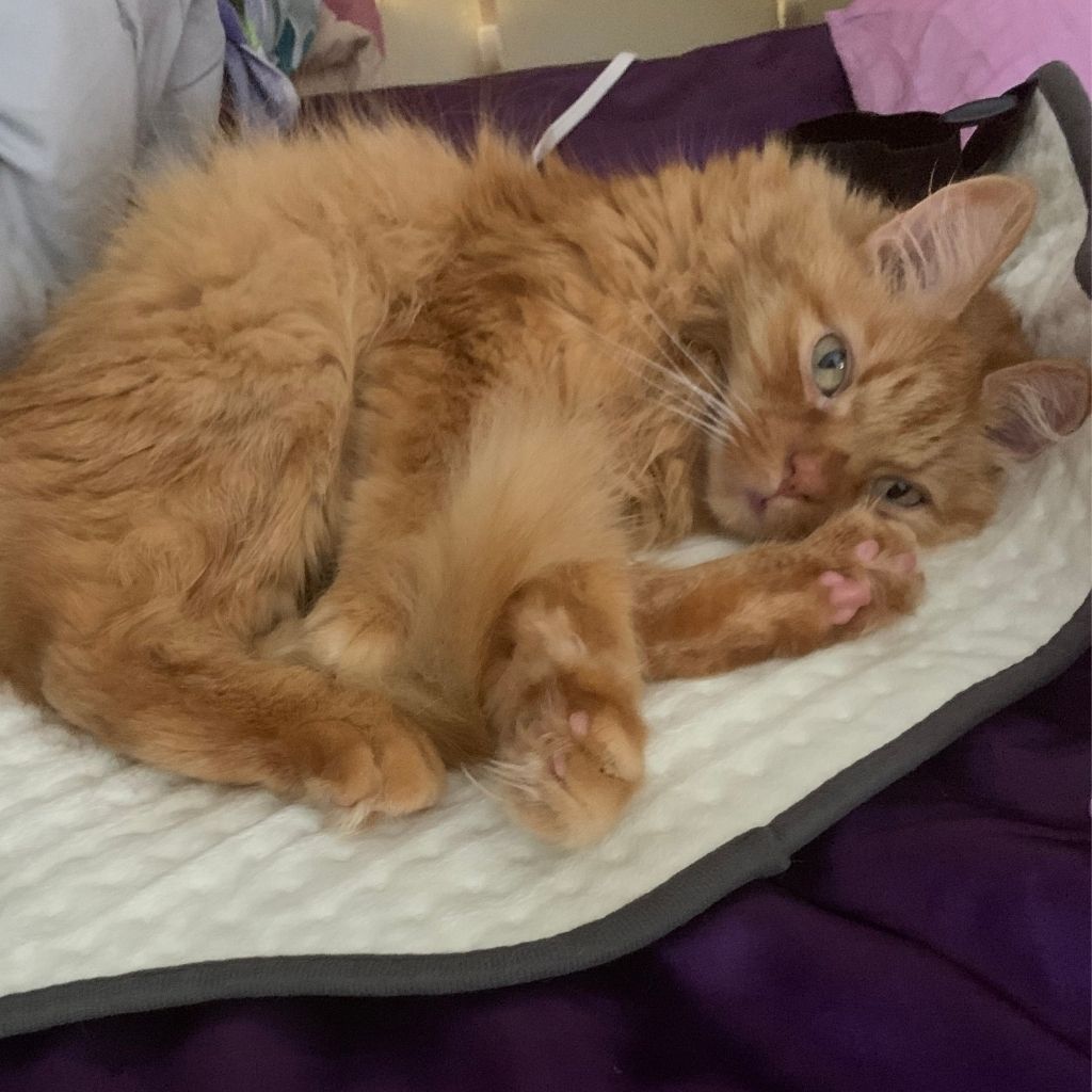 Dorito, an orange cat laying on an electric heating pad on a bed