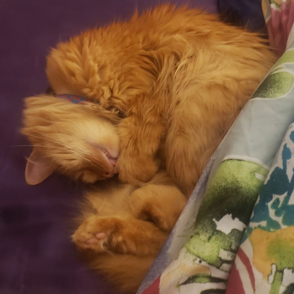 Dorito, an orange cat sleeping on his back, curled in a ball on the bed