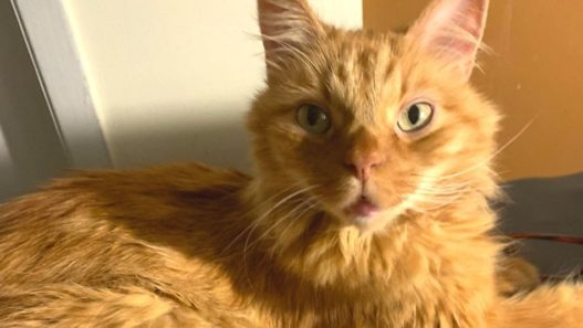 Orange long haired cat sitting near a window - Dorito and feline bronchitis