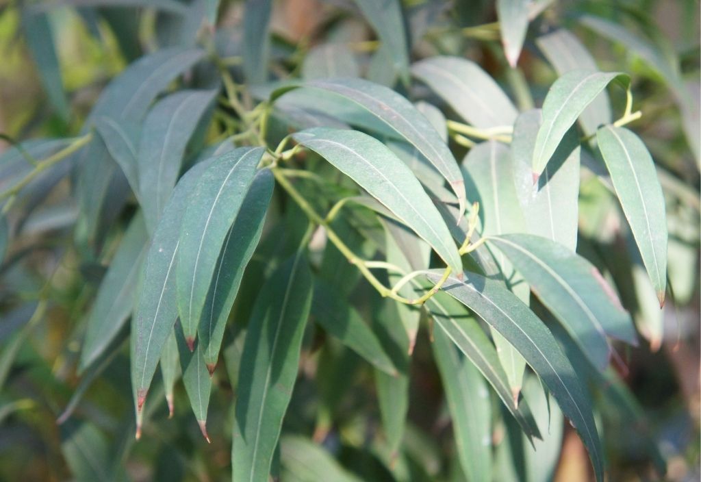 Close up of eucalyptus leaves on a tree