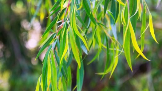 Eucalyptus globulus tree. Is eucalyptus safe for pets?