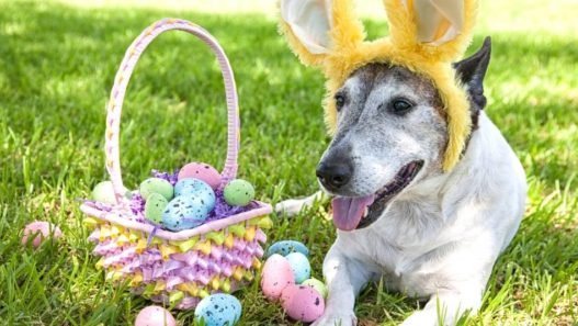 Senior dog lying on the grass wearing yellow Easter bunny ears beside an Easter basket filled with pastel Easter eggs.