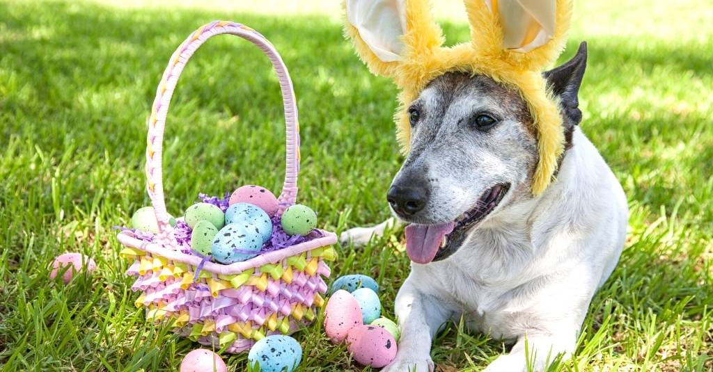Senior dog lying on the grass wearing yellow Easter bunny ears beside an Easter basket filled with pastel Easter eggs.
