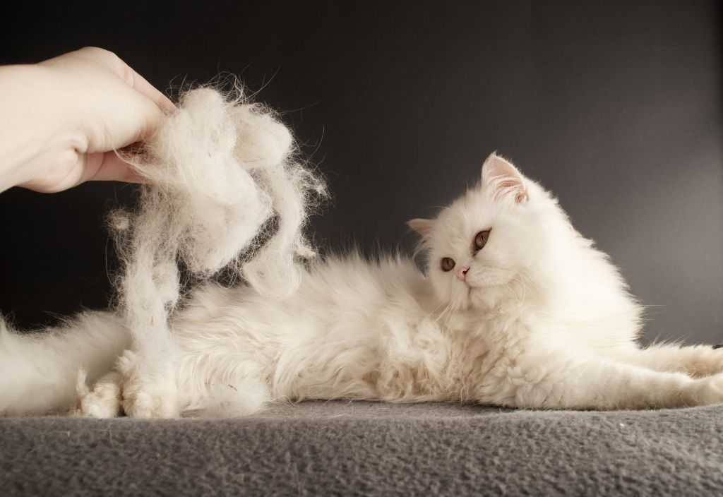 White long-haired cat laying on a grey blanket and a human holding a large ball of cat hair. Spring shedding or hair loss