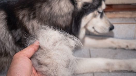 husky dog laying down and human hand holding a large clump of shedded dog hair
