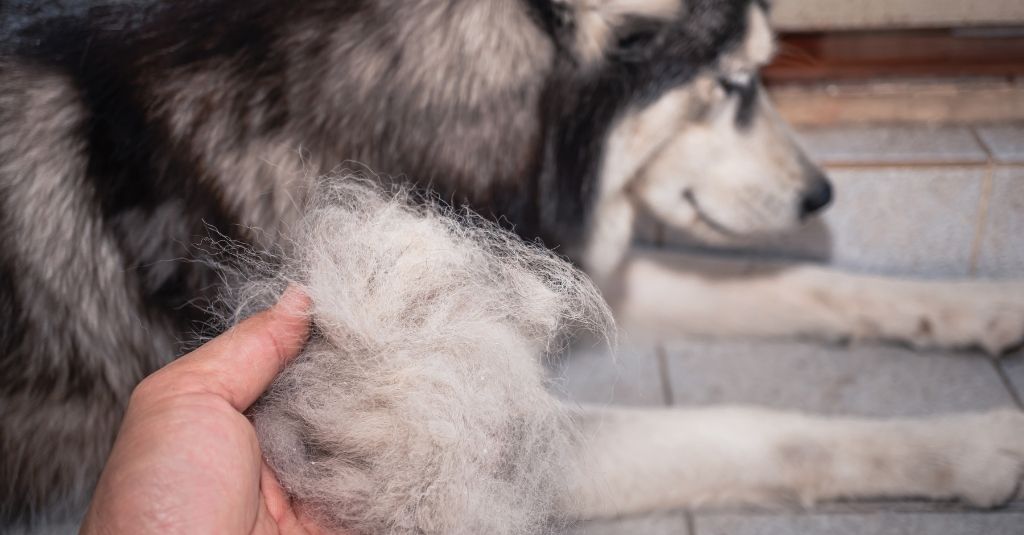 husky dog laying down and human hand holding a large clump of shedded dog hair