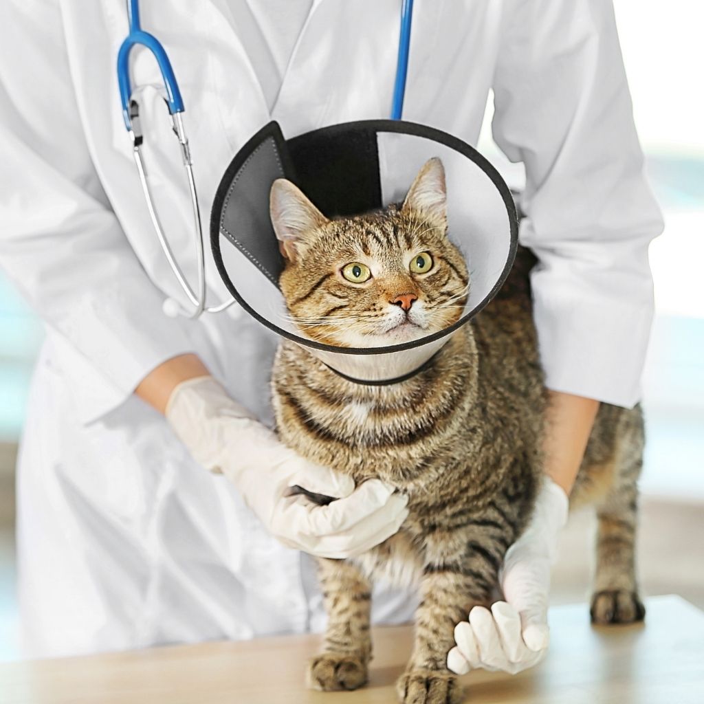 Brown striped cat wearing an Elizabethan collar while standing on a table being examined by a vet wearing a white lab coat and latex gloves