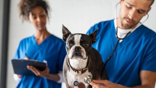 Two veterinarians in blue scrubs examining a Boston terrier dog. Why should you neuter your dog or cat