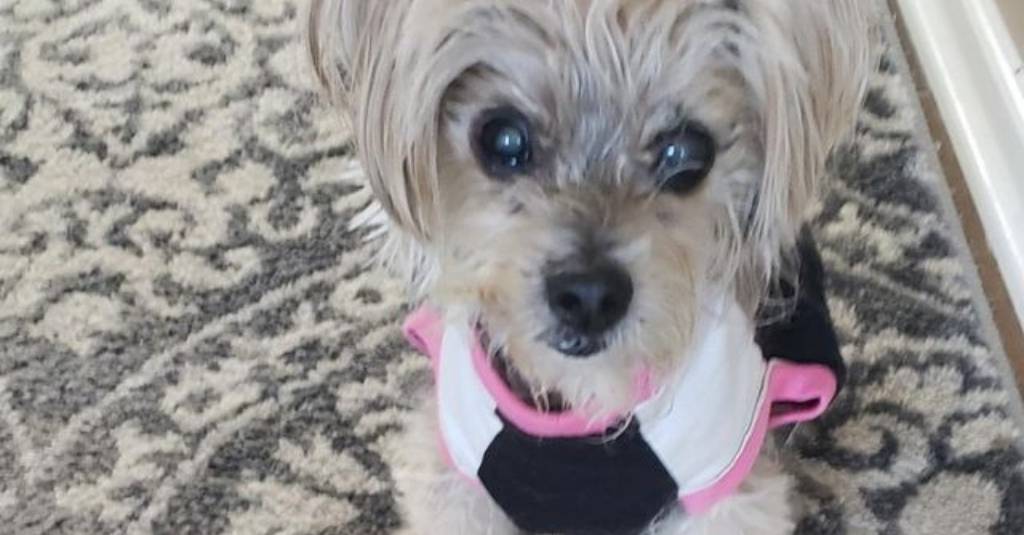 Daisy May a 16-year-old dog with a sarcoma