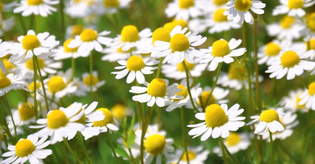 a field of white chamomile flowers outside. Is chamomile safe for pets?