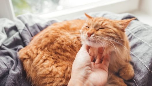 ginger cat laying on a bed near a window getting chin scratches. Six ways you may be harming your pet's health