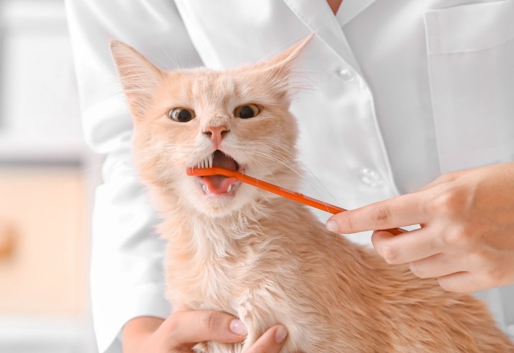 Pale orange cat getting their teeth brushed by a veterinarian. Six ways you may be harming your pet's health. 